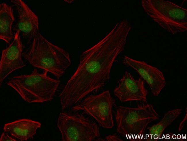 COPS3 Antibody in Immunocytochemistry (ICC/IF)