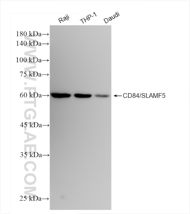 CD84/SLAMF5 Antibody in Western Blot (WB)