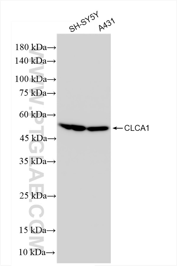 CLCA1 Antibody in Western Blot (WB)