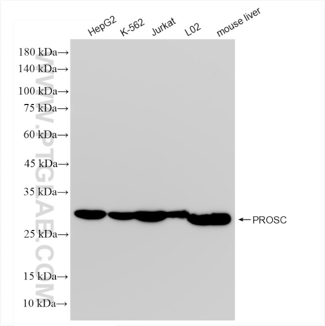 PROSC Antibody in Western Blot (WB)