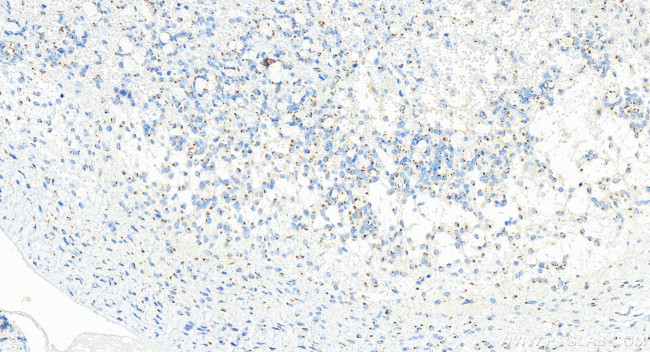GOLGA5 Antibody in Immunohistochemistry (Paraffin) (IHC (P))