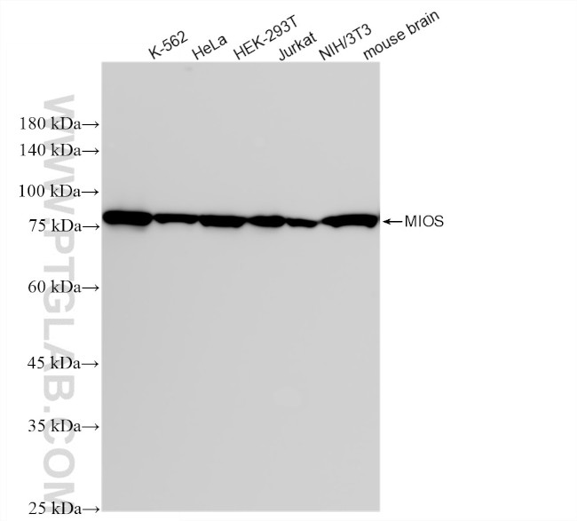 MIOS Antibody in Western Blot (WB)