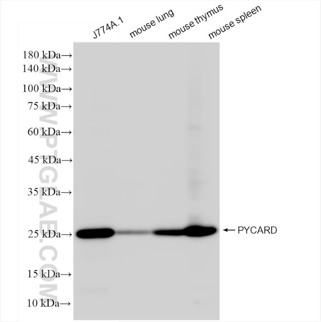 PYCARD Antibody in Western Blot (WB)