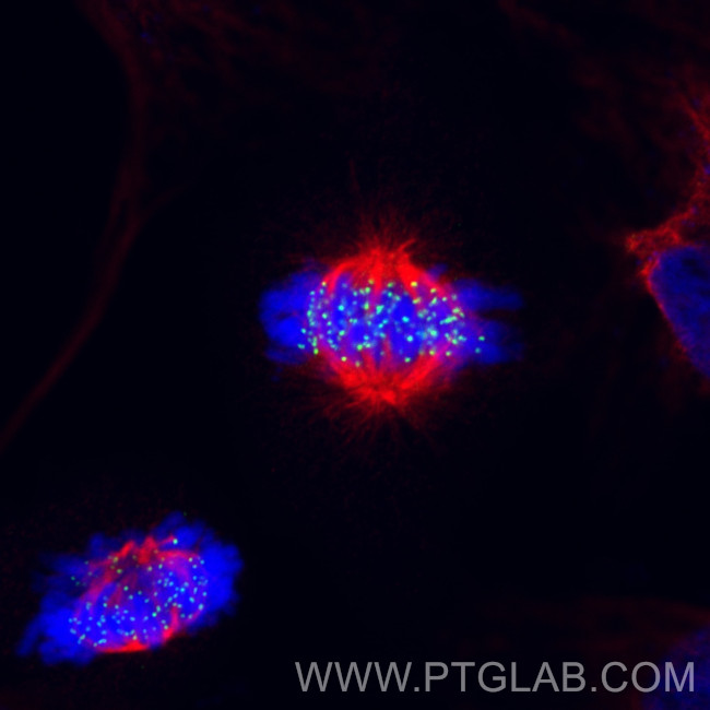 HEC1/HEC/NDC80 Antibody in Immunocytochemistry (ICC/IF)
