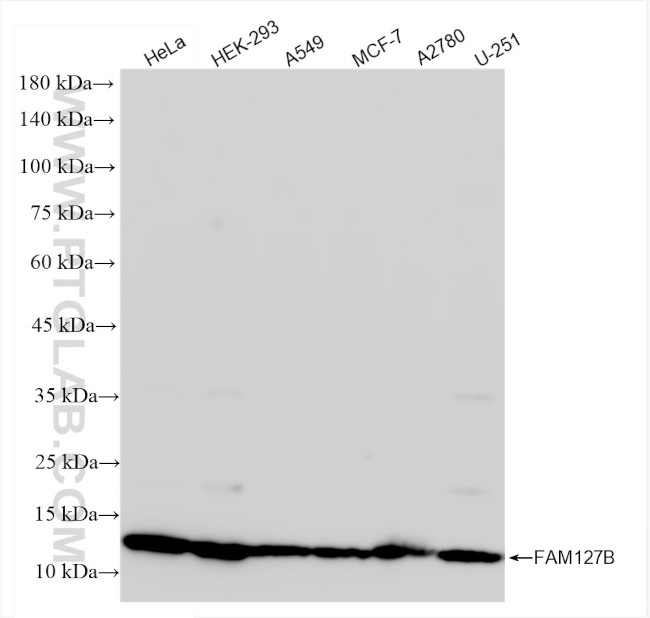 FAM127B Antibody in Western Blot (WB)