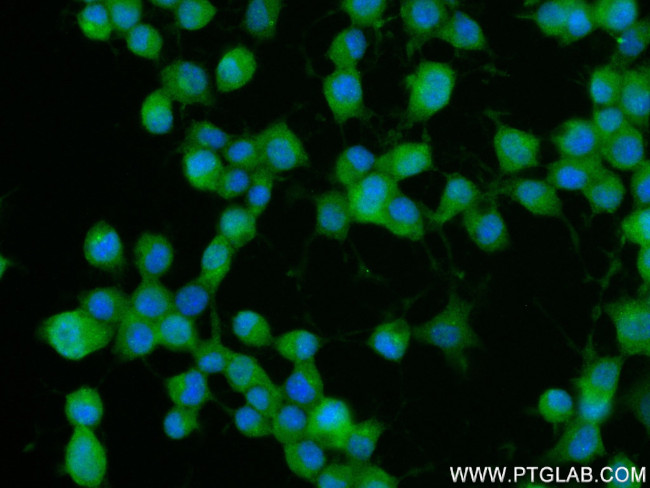 CAMSAP1 Antibody in Immunocytochemistry (ICC/IF)