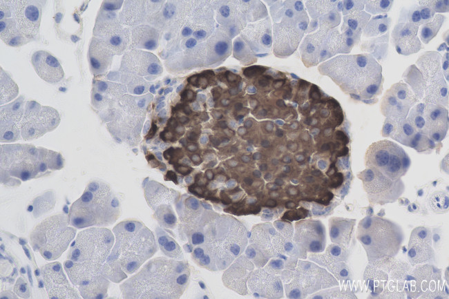 Ins1 Antibody in Immunohistochemistry (Paraffin) (IHC (P))