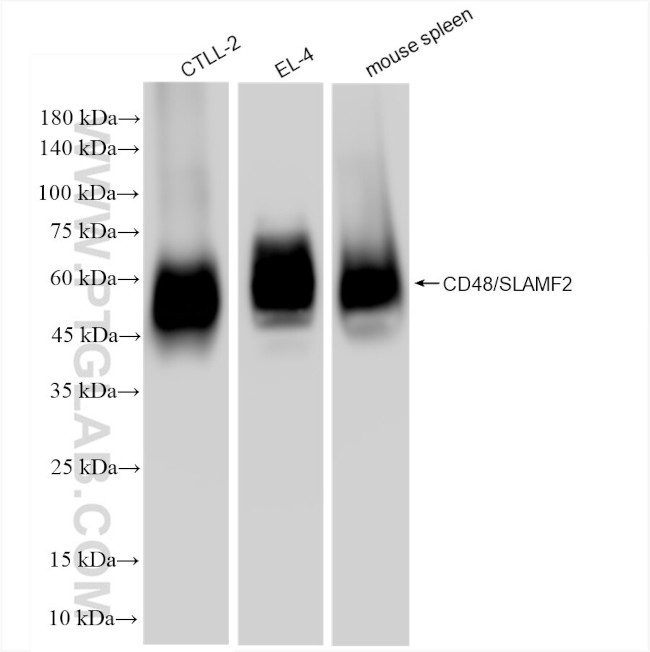 CD48 Antibody in Western Blot (WB)