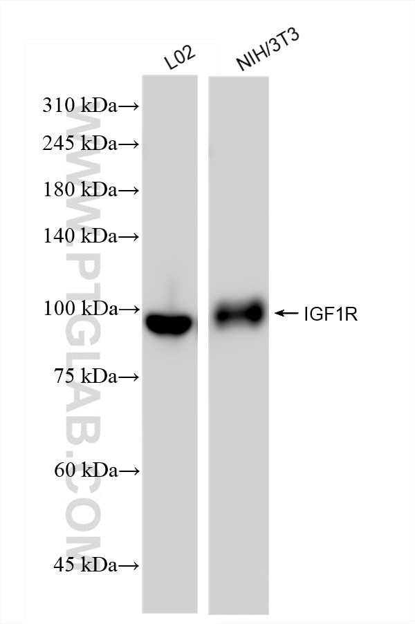 IGF1R Antibody in Western Blot (WB)