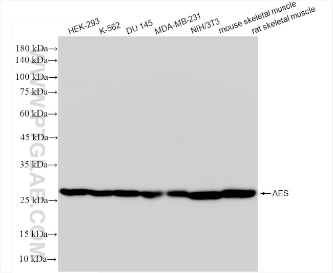 AES Antibody in Western Blot (WB)