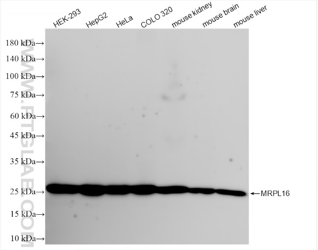 MRPL16 Antibody in Western Blot (WB)