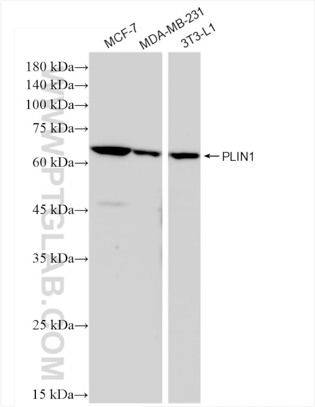 Perilipin 1 Antibody in Western Blot (WB)