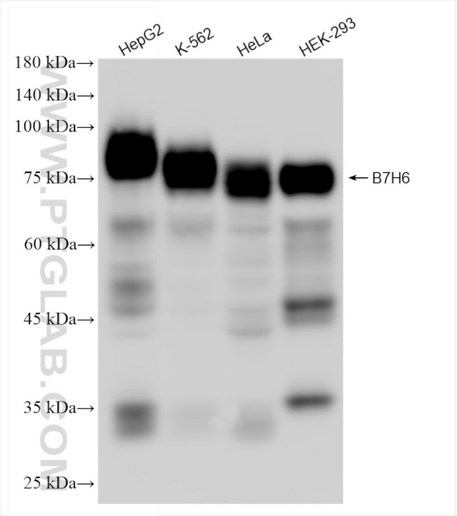 B7H6 Antibody in Western Blot (WB)