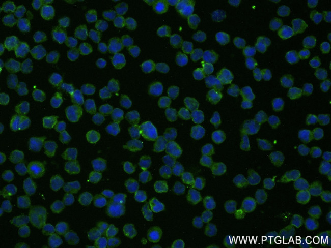 B7H6 Antibody in Immunocytochemistry (ICC/IF)