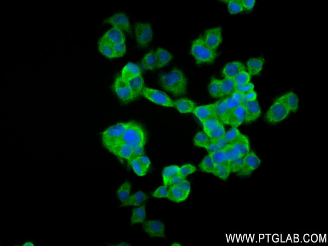 NEU2 Antibody in Immunocytochemistry (ICC/IF)