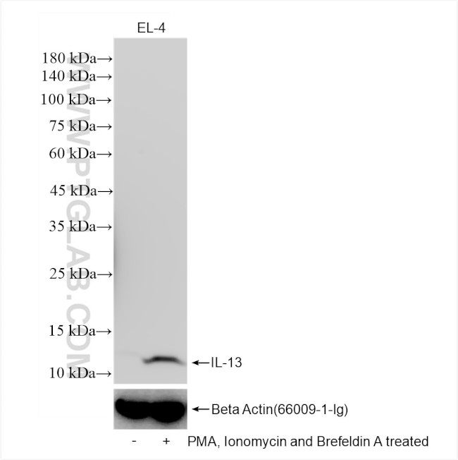 IL-13 Antibody in Western Blot (WB)