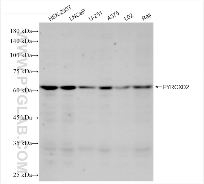 PYROXD2 Antibody in Western Blot (WB)