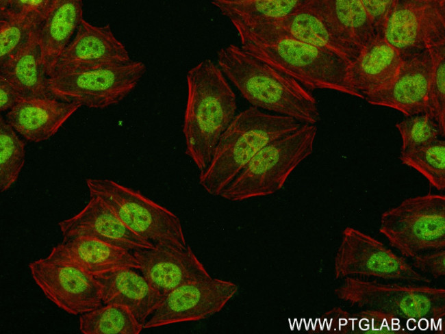 TLE3 Antibody in Immunocytochemistry (ICC/IF)