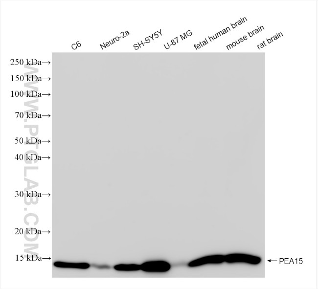 PEA15 Antibody in Western Blot (WB)
