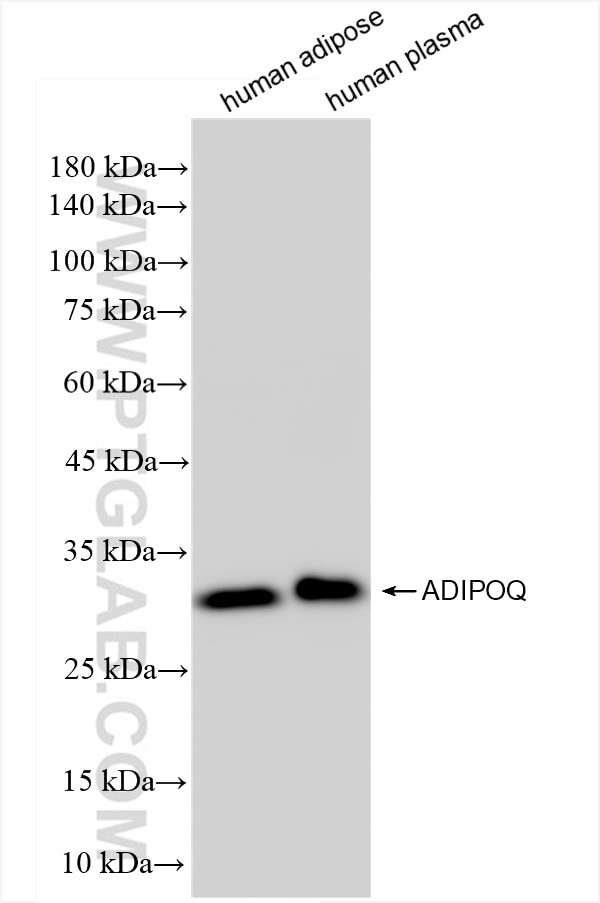 ADIPOQ Antibody in Western Blot (WB)