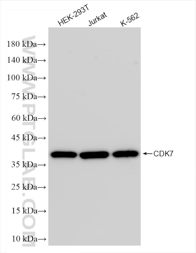 CDK7 Antibody in Western Blot (WB)