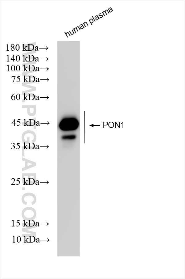 PON1 Antibody in Western Blot (WB)