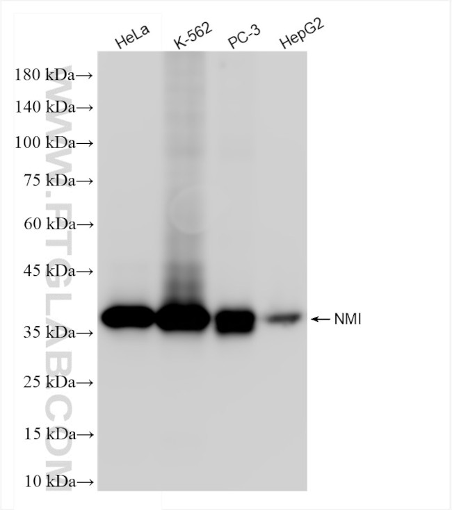 NMI Antibody in Western Blot (WB)