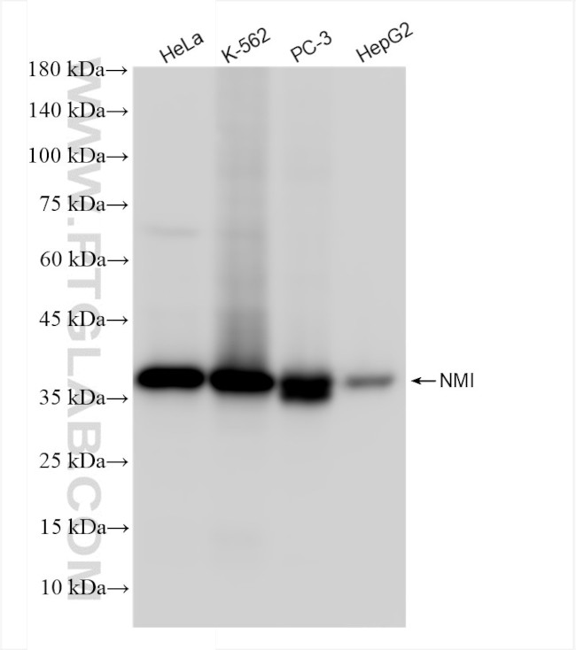 NMI Antibody in Western Blot (WB)
