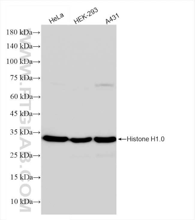 Histone H1.0 Antibody in Western Blot (WB)