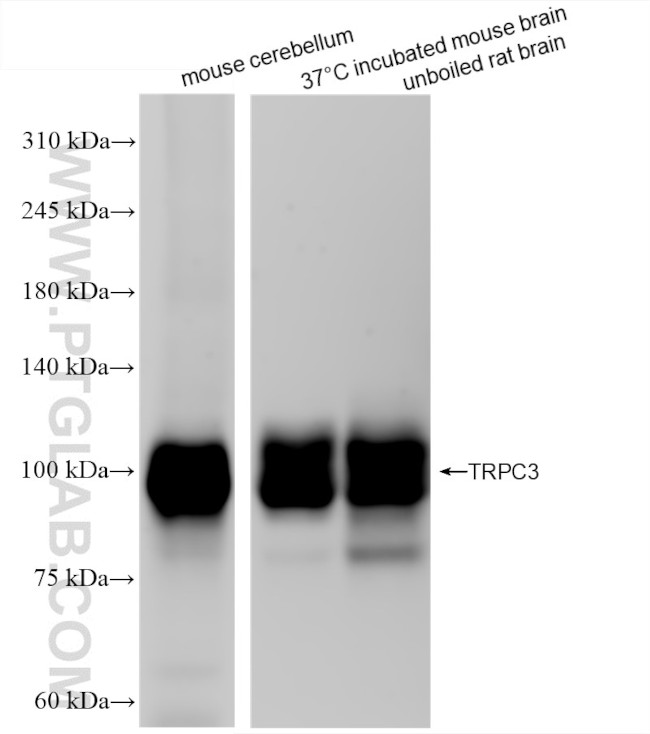 TRPC3 Antibody in Western Blot (WB)