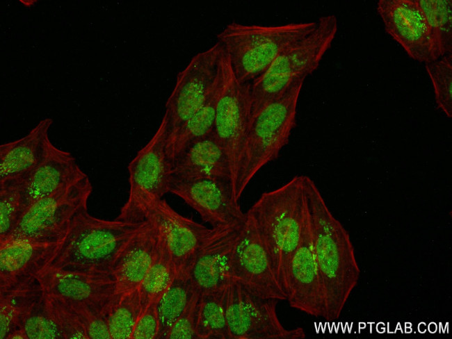 PEG3 Antibody in Immunocytochemistry (ICC/IF)