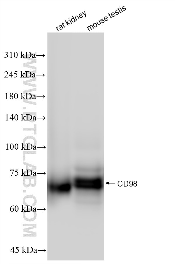 CD98 Antibody in Western Blot (WB)