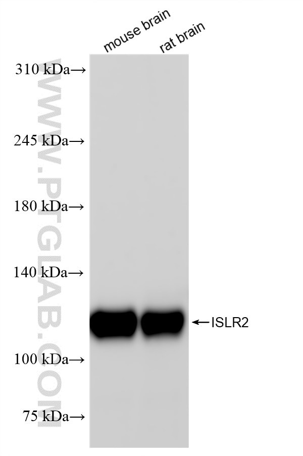 ISLR2 Antibody in Western Blot (WB)