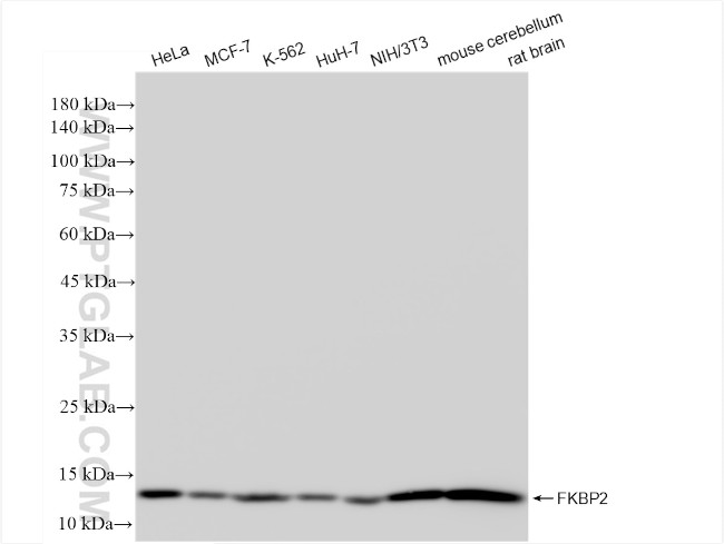 FKBP2 Antibody in Western Blot (WB)