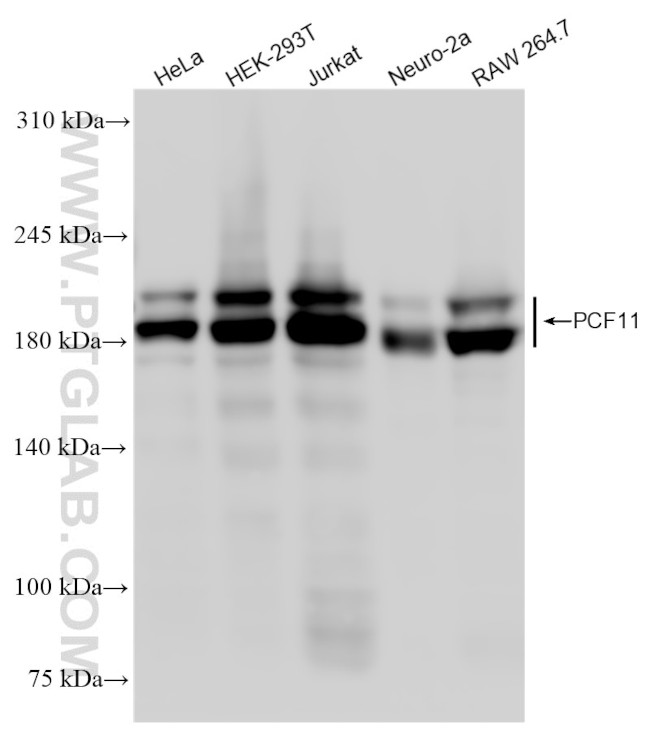 PCF11 Antibody in Western Blot (WB)