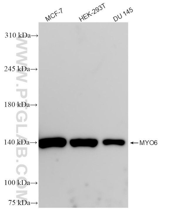 MYO6 Antibody in Western Blot (WB)