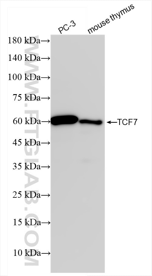 TCF7 Antibody in Western Blot (WB)