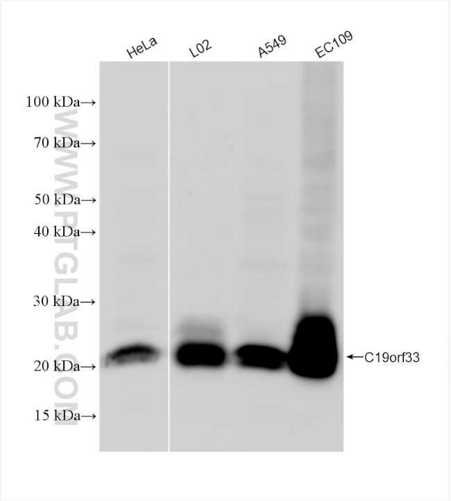 IMUP Antibody in Western Blot (WB)