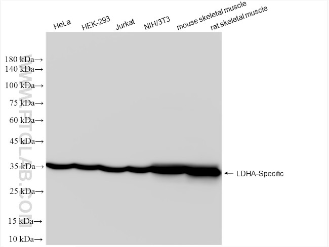LDHA Antibody in Western Blot (WB)