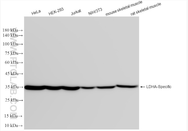 LDHA Antibody in Western Blot (WB)