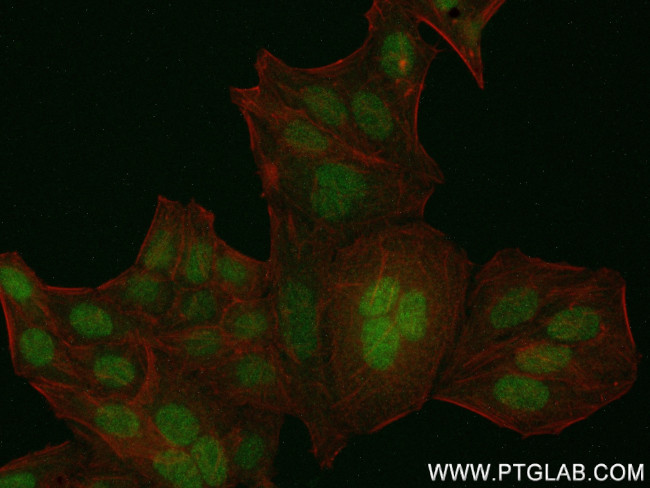 GMNN Antibody in Immunocytochemistry (ICC/IF)