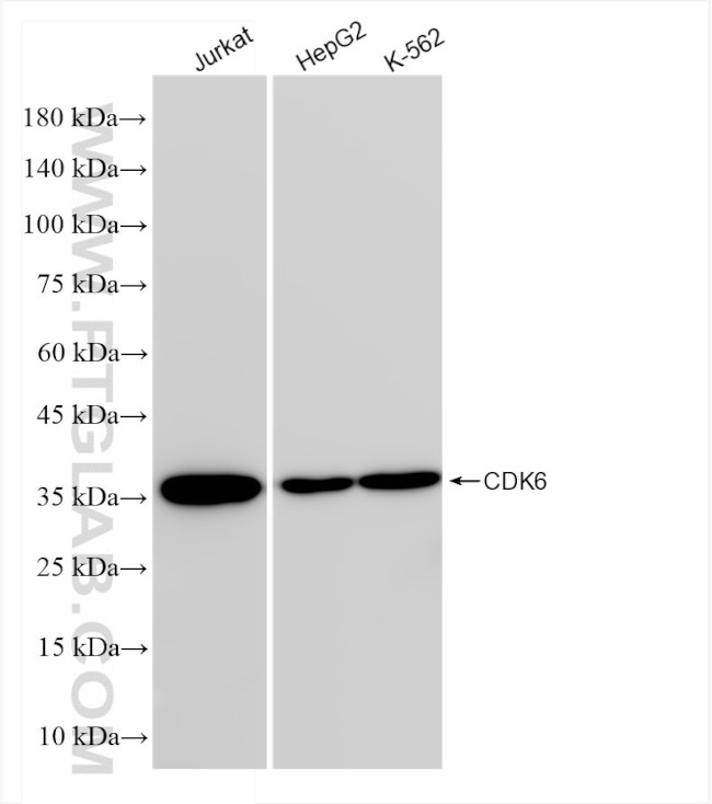 CDK6 Antibody in Western Blot (WB)