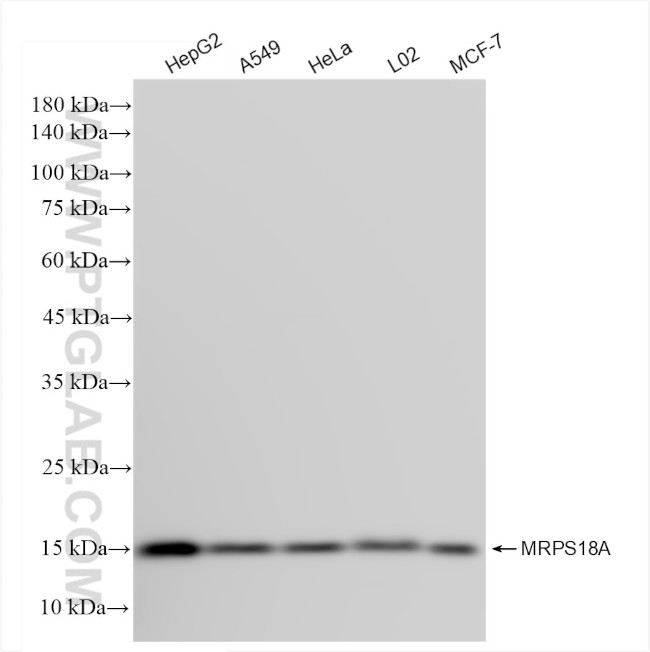 MRPS18A Antibody in Western Blot (WB)
