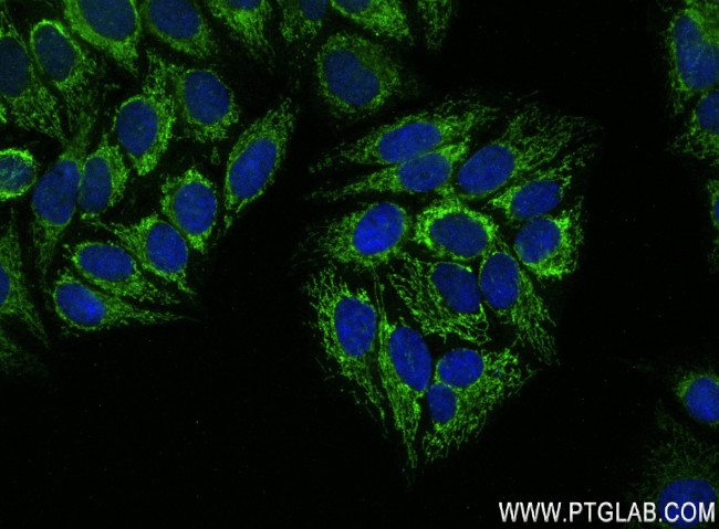 NSUN4 Antibody in Immunocytochemistry (ICC/IF)