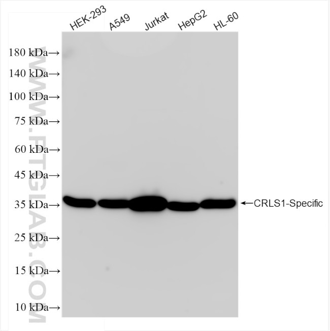 CRLS1 Antibody in Western Blot (WB)