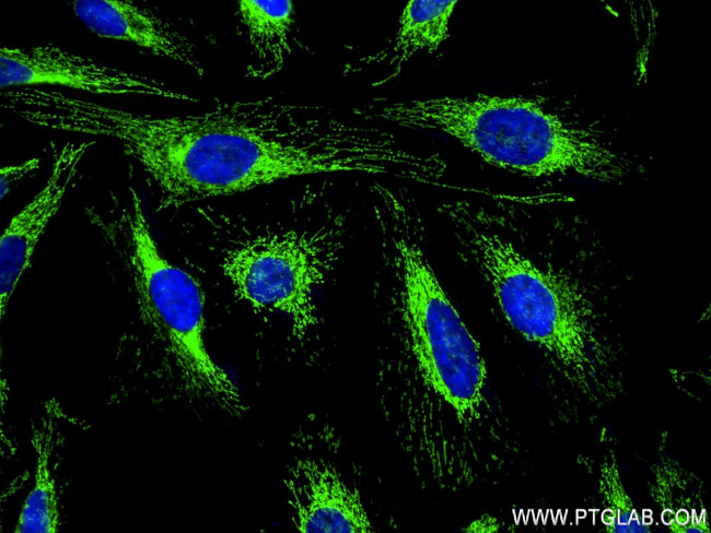 CRLS1 Antibody in Immunocytochemistry (ICC/IF)
