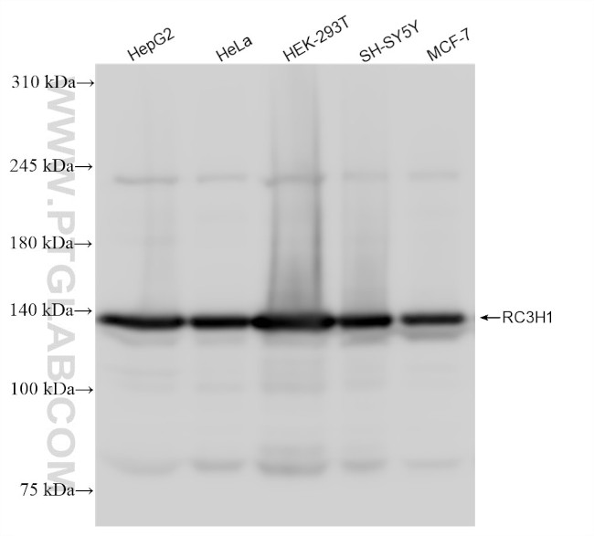 RC3H1 Antibody in Western Blot (WB)