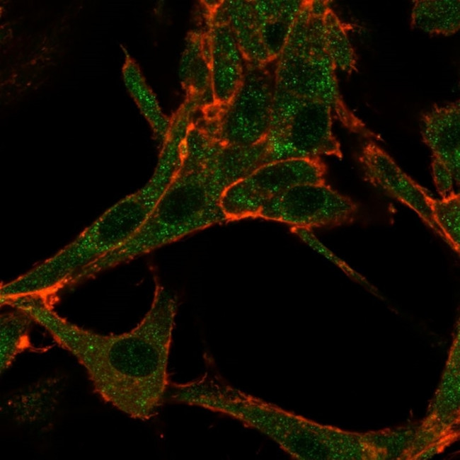 THG1/RHOXF2 Antibody in Immunocytochemistry (ICC/IF)