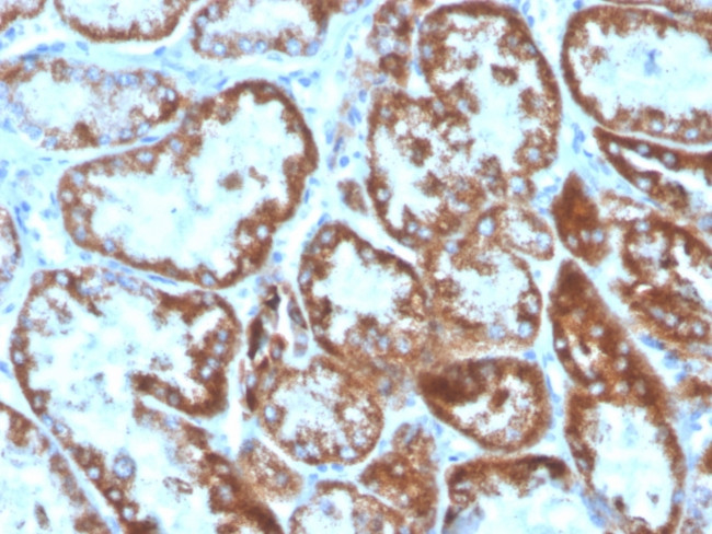 CD137L/4-1BBL/TNFSF9 Antibody in Immunohistochemistry (Paraffin) (IHC (P))