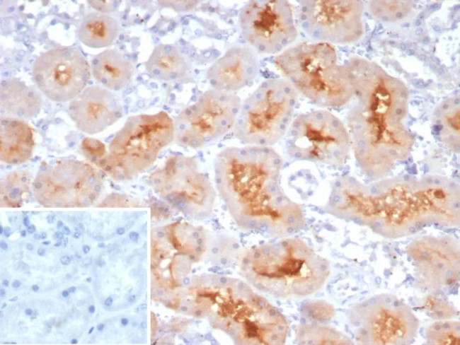 NRP1/Neuropilin-1 Antibody in Immunohistochemistry (Paraffin) (IHC (P))